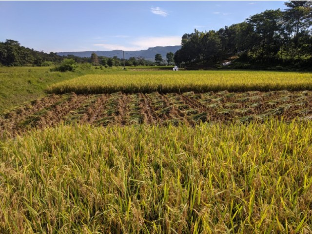 FKDB On Farm Siap panen di Sukabumi