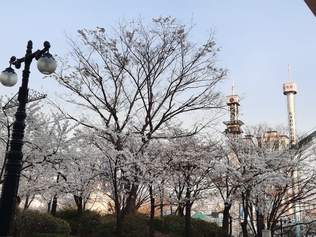 Taman dengan bunga sakura di sekitar Danau Seokcho, Seoul, Korea Selatan. Foto: Khiththati/acehkini