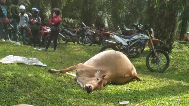 Warga melihat lembu mati yang diduga keracunan. Foto: Dok. Istimewa
