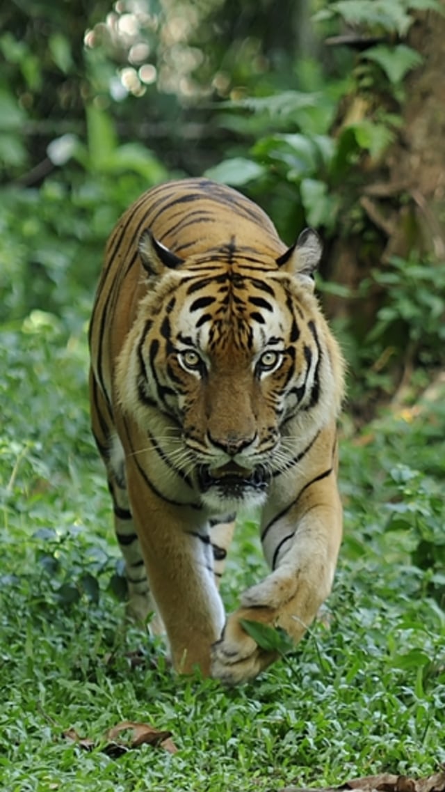 Harimau Malaya. Foto: Shutter Stock