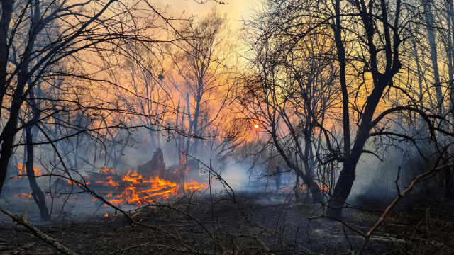 Kebakaran hutan di dekat desa Volodymyrivka di zona eksklusi di sekitar pembangkit listrik tenaga nuklir Chernobyl, Ukraina, Minggu, (5/4). Foto: AP PHOTO/Yaroslav Yemelianenko