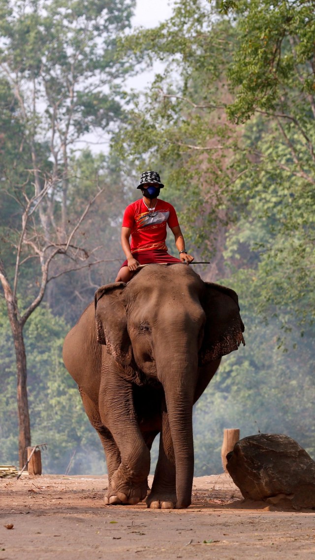Pawang gajah menunggangi gajah di sebuah kamp gajah yang ditutup untuk turis, di Kanchanaburi, Thailand. Foto: REUTERS/Soe Zeya Tun