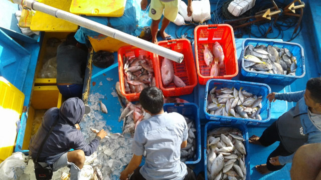 Harga ikan di Kabupaten Kayong Utara anjlok. Foto: Dok Humas Pemkab Kayong Utara