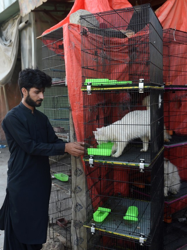 Seorang pedagang memindahkan kandang-kandang binatang di luar tokonya yang ditutup selama lockdown di Karachi, Pakistan. Foto: AFP/Asif HASSAN