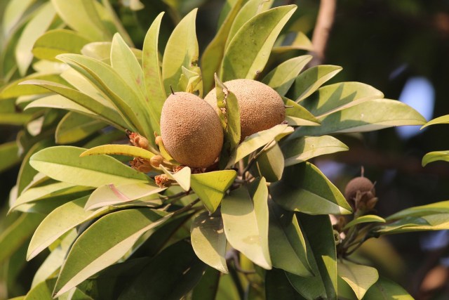 Viral 5 Kreasi Kopi Buah, dari Campur Kelapa sampai Sawo (218371)