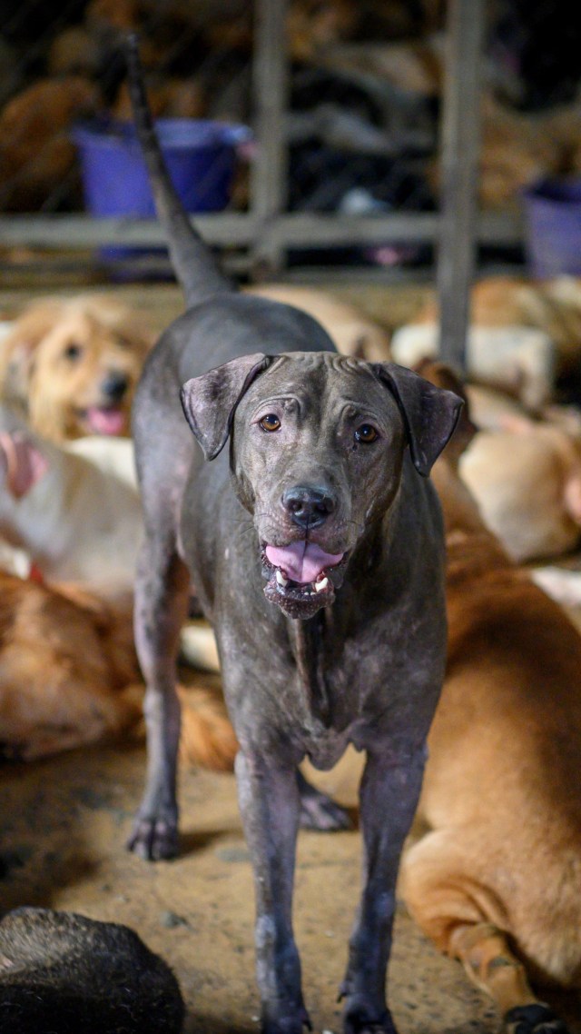 Seekor anjing berjalan di antara anjing lainnya di tempat penampungan Bibi Ju, di Bangkok, Thailand. Foto: AFP/Mladen ANTONOV