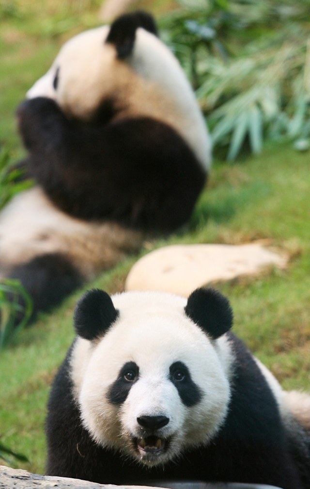 Ilustrasi panda raksasa.
 Foto: AFP/STR