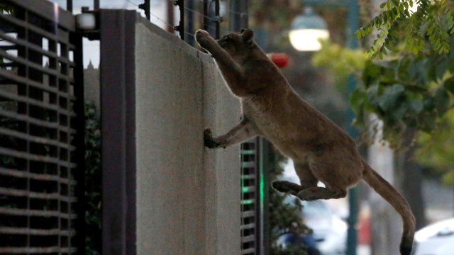 Chile Lockdown, 3 Ekor Puma Berkeliaran di Ibu Kota Santiago (343666)