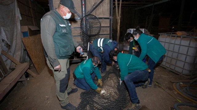 Chile Lockdown, 3 Ekor Puma Berkeliaran di Ibu Kota Santiago (343667)