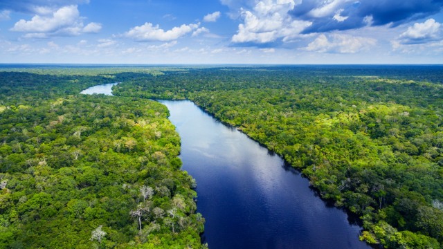 Hutan Amazon Foto: Shutter Stock