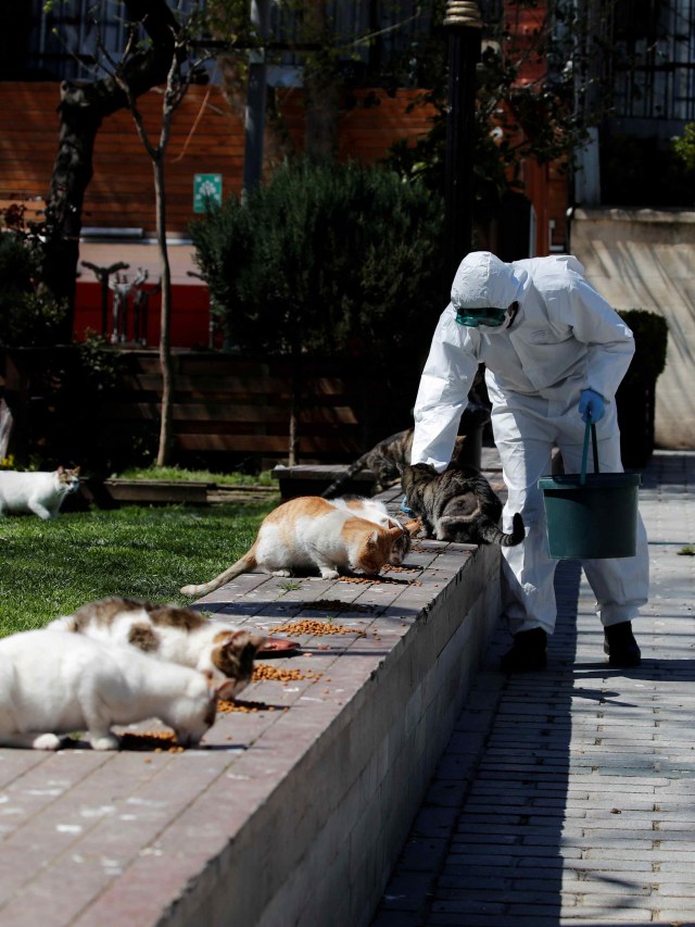 Seorang pekerja memberi makan kucing jalanan di Sultanahmet Square, Istanbul, Turki. Foto: REUTERS/Umit Bektas