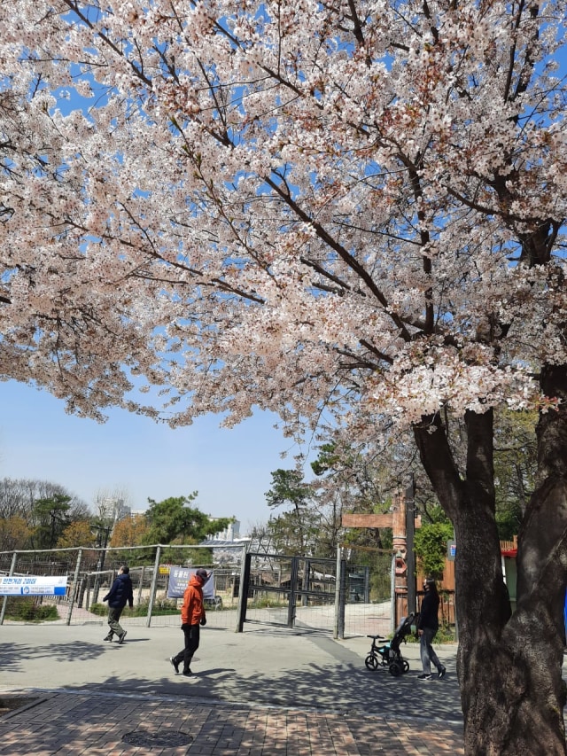 Bunga Sakuran di Childern Grand Park, kawasan Gwanjin-gu, Seoul, Korea Selatan. Foto: Khiththati/acehkini
