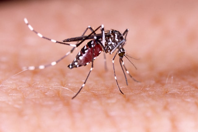 Ilustrasi nyamuk Aedes aegypti, vektor demam berdarah dengue. Foto: Shutterstock