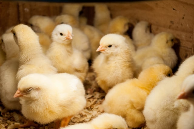 Ilustrasi anak ayam Foto: Shutter Stock