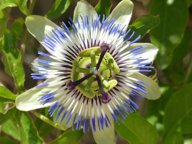 Bunga Passiflora. Foto: Pixabay