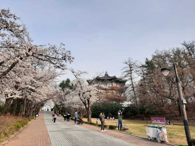 Foto Pesona Bunga  Sakura  di  Taman  Seoul Korea  Selatan  