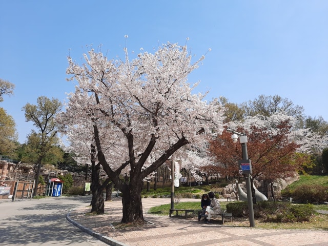 Foto Pesona Bunga Sakura Di Taman Seoul Korea Selatan Kumparan Com