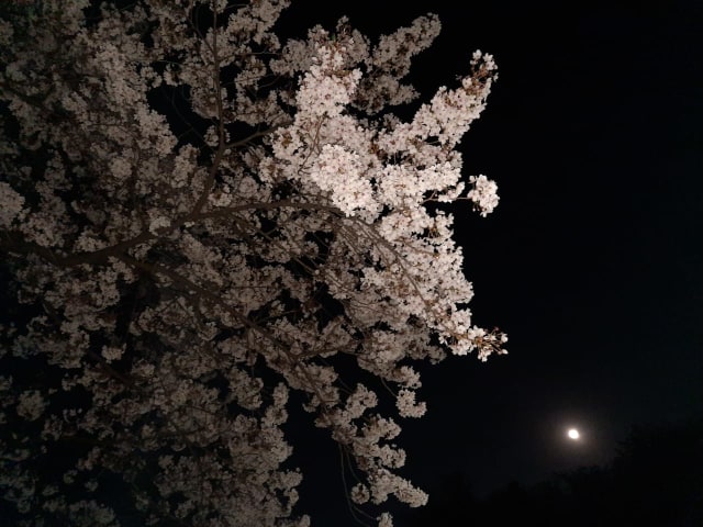 Foto Pesona Bunga  Sakura  di  Taman  Seoul Korea  Selatan  