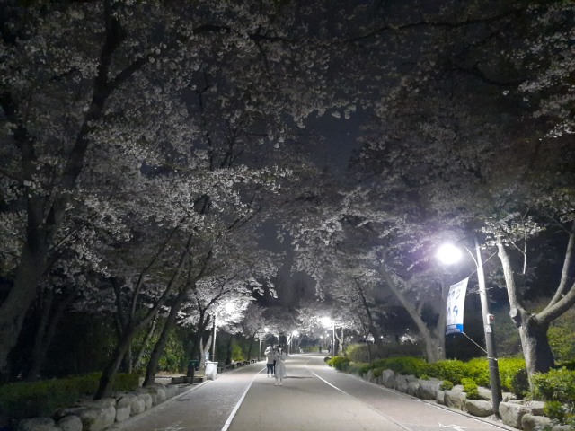 Foto: Pesona Bunga Sakura Di Taman Seoul, Korea Selatan | Kumparan.com