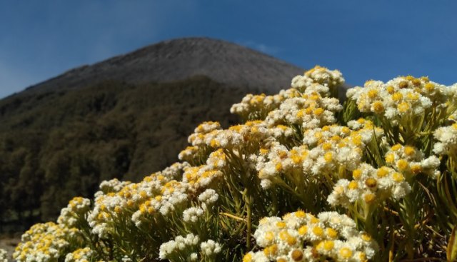 Waspada, 5 Gunung Api di Jawa Berstatus Level II (145821)
