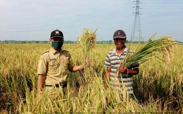 Petani Sulteng surplus beras. Foto: Dok. Kementerian Pertanian RI