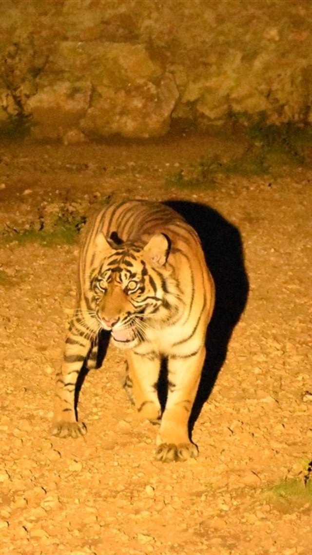 Harimau sumatera. Foto: Dok. LHK