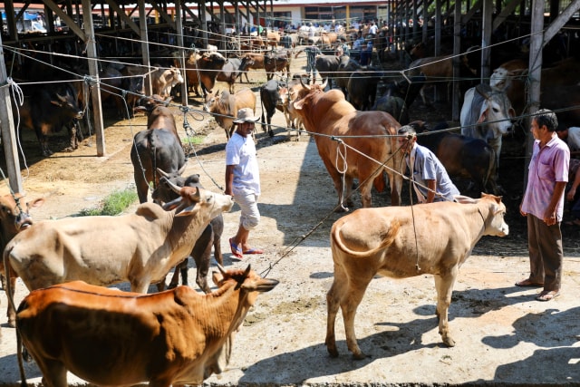 Suasana Pasar Hewan Sibreh, Kabupaten Aceh Besar, pada Rabu (15/4/2020). Foto: Suparta/acehkini