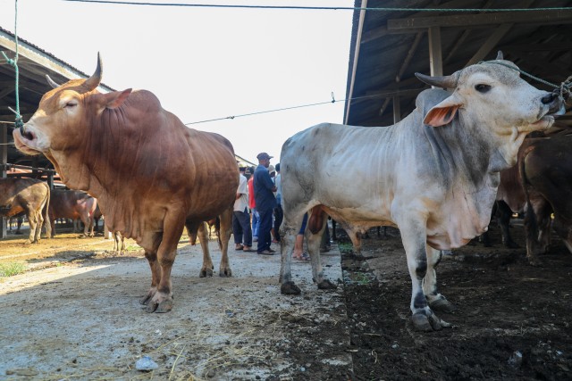 Leumo keu makmeugang nyang dimeukat bak pasai Sibreh, Aceh Rayeuk, Rabu (15/4). Foto: Suparta/acehkini