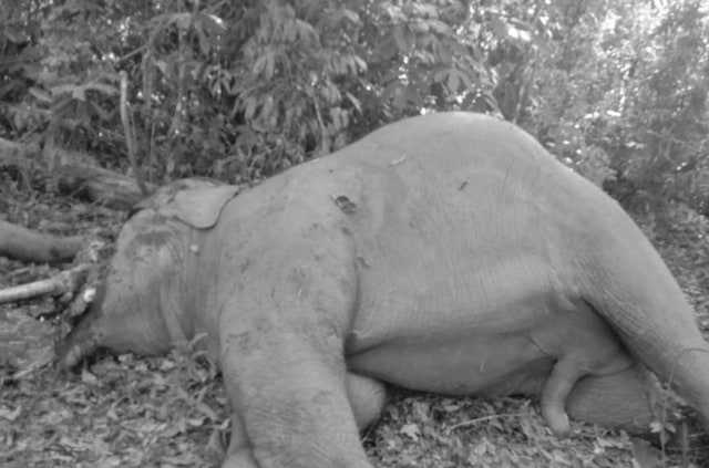 Gajah Sumatera jantan yang ditemukan mati dengan kepala tercincang dan belalai putus di Kecamatan Kelayang, Kabupaten Indragiri Huli, Riau. (Foto: BBKSDA Riau)