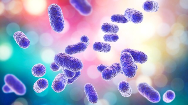 ilustrasi bakteri Foto: Shutterstock