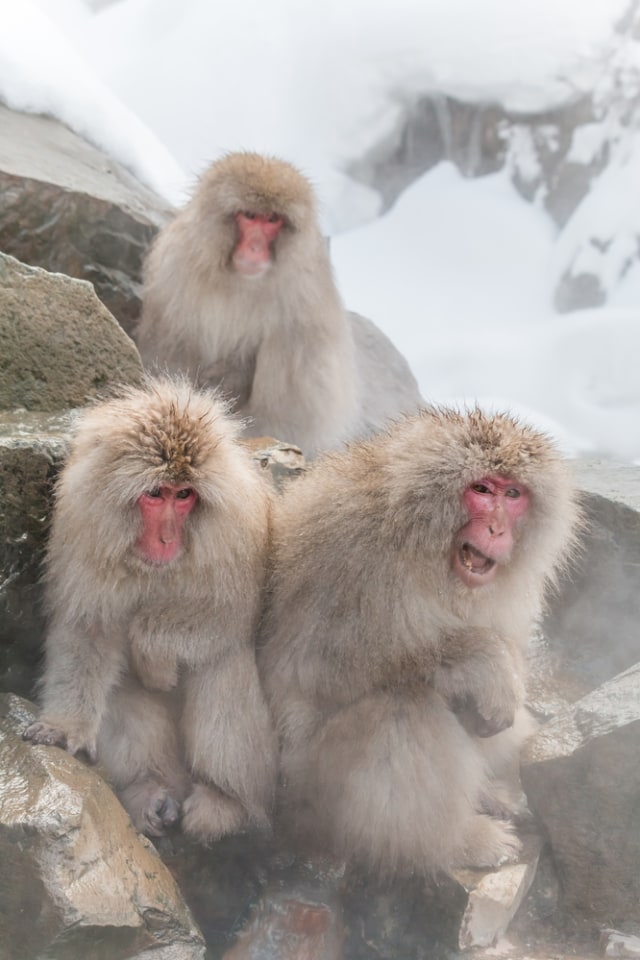 Jigokudani Monkey Park Foto: Shutter Stock