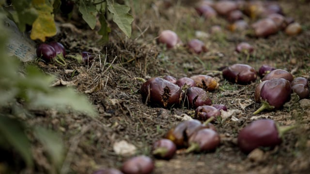 Terong yang dibiarkan membusuk di ladang pertanian di Florida, Amerika Serikat. Foto: Reuters/Marco Bello