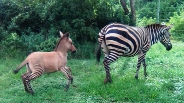 Zonkey, hewan hasil persilangan zebra dan keledai Foto: Instagram/Sheldrick Wildlife Trust