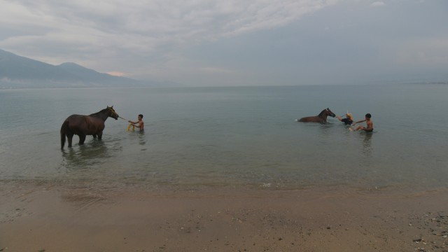 Sejumlah kuda pacu dimandikan oleh pemiliknya seusai dilatih di Pantai Talise, Palu, Sulawesi Tengah, Minggu (19/4). Foto: ANTARA FOTO/Mohamad Hamzah