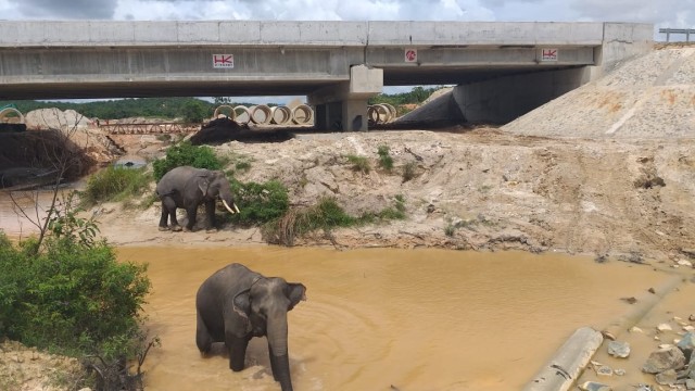 Gajah melintasi Tol Pekanbaru-Dumai, Trans Sumatera. Foto: Dok. Hutama Karya