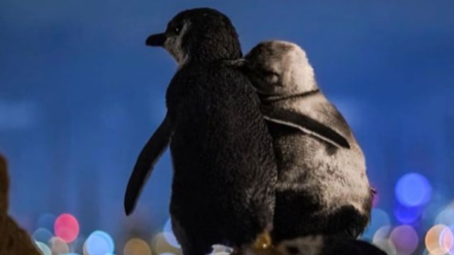 Dua ekor penguin berpelukan sembari menatap langit. Foto: Twitter/@tobiasvisuals