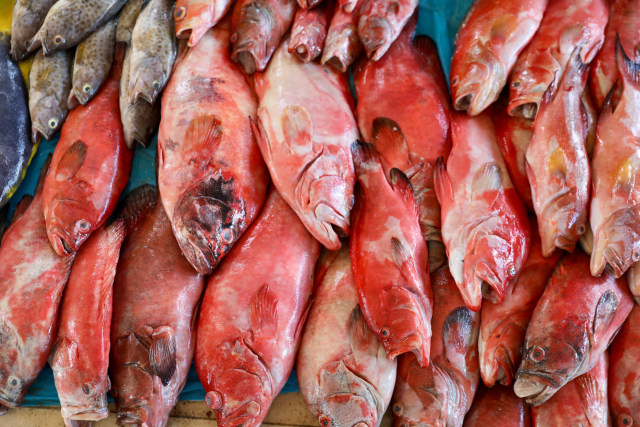 Foto: Dampak Corona, Harga Ikan Anjlok di Banda Aceh (74943)