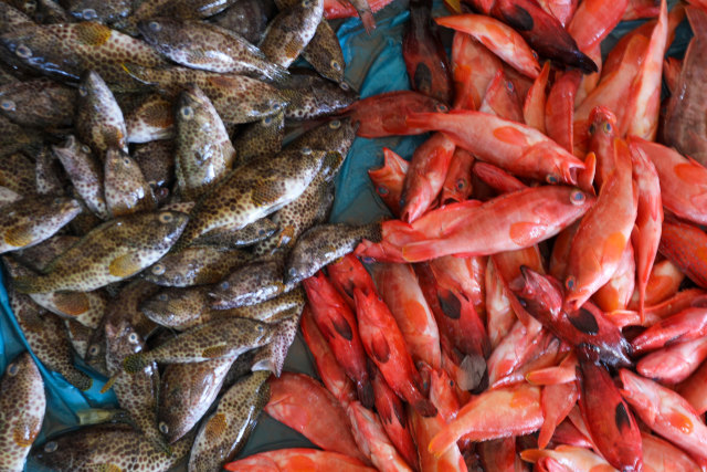 Foto: Dampak Corona, Harga Ikan Anjlok di Banda Aceh (74946)