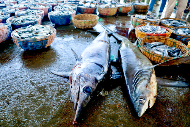 Foto: Dampak Corona, Harga Ikan Anjlok di Banda Aceh (74949)