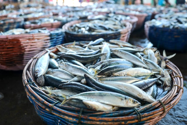 Foto: Dampak Corona, Harga Ikan Anjlok di Banda Aceh (74950)