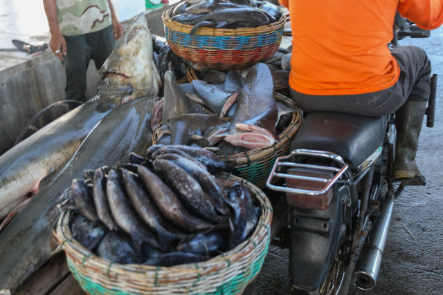 Foto: Dampak Corona, Harga Ikan Anjlok di Banda Aceh (74941)