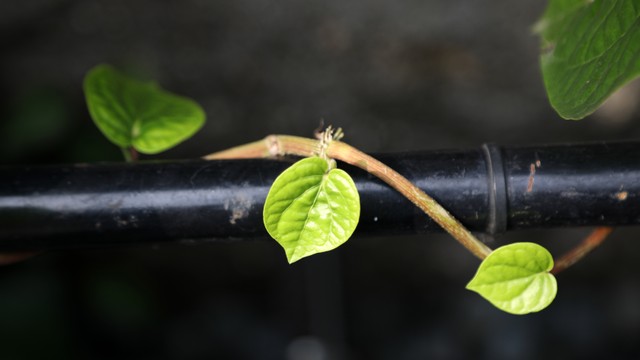 Ilustrasi daun sirih. Foto: Aditia Noviansyah/kumparan