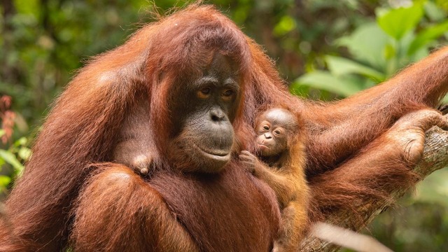 Sinar, bayi orangutan yang baru lahir di Taman Nasional Gunung Palung. Foto: Dok. KLHK