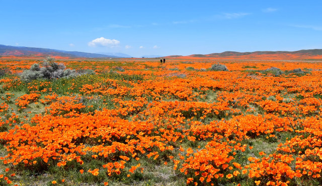 Pemandangan Bunga Poppy di California.
Foto: AFP/J. Brown