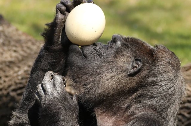 Fatou Gorila Tertua di Dunia Foto: Instagram Zooberlin