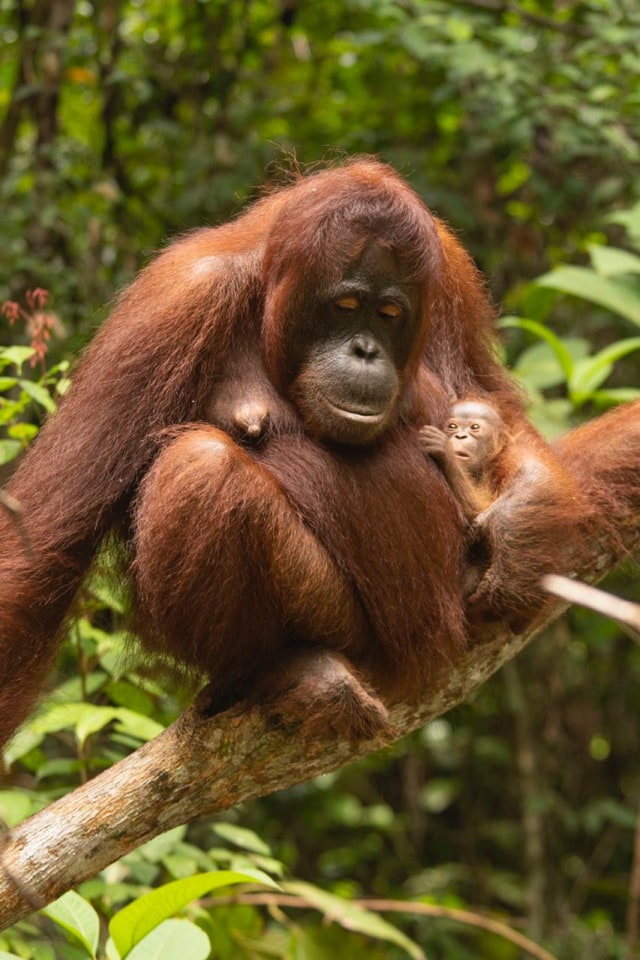 Susi dan Sinar tengah bermain bersama di habitanya di Gunung Tarak. Foto: Dok IAR Indonesia