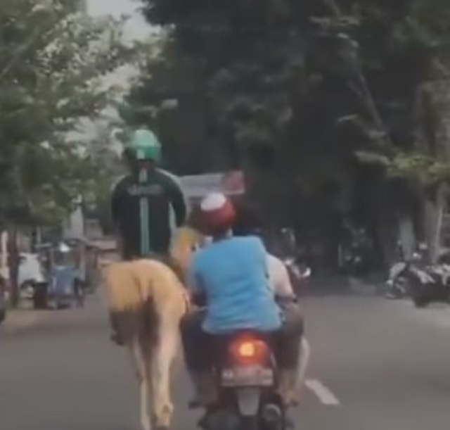 Sopir ojol yang kedapatan sedang menunggangi seekor kuda. Foto: Twitter/ @lyvewfi