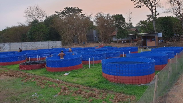 Melihat Peluang Bisnis Ternak Lele di Tengah Pandemi Corona (109328)