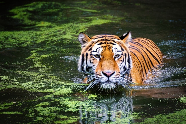 Harimau Si Raja Hutan simbol utama kelestarian alam liar. Foto : Pixabay