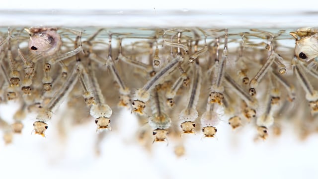 Jentik nyamuk di dalam air. Foto: Shutterstock